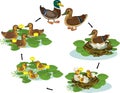 Life cycle of bird. Stages of development of wild duck mallard from egg to duckling and adult bird Royalty Free Stock Photo